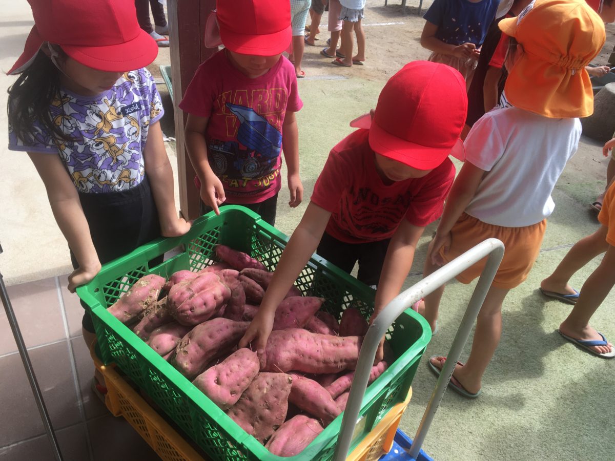 保護中: お芋戴きました。(2020.10.05)