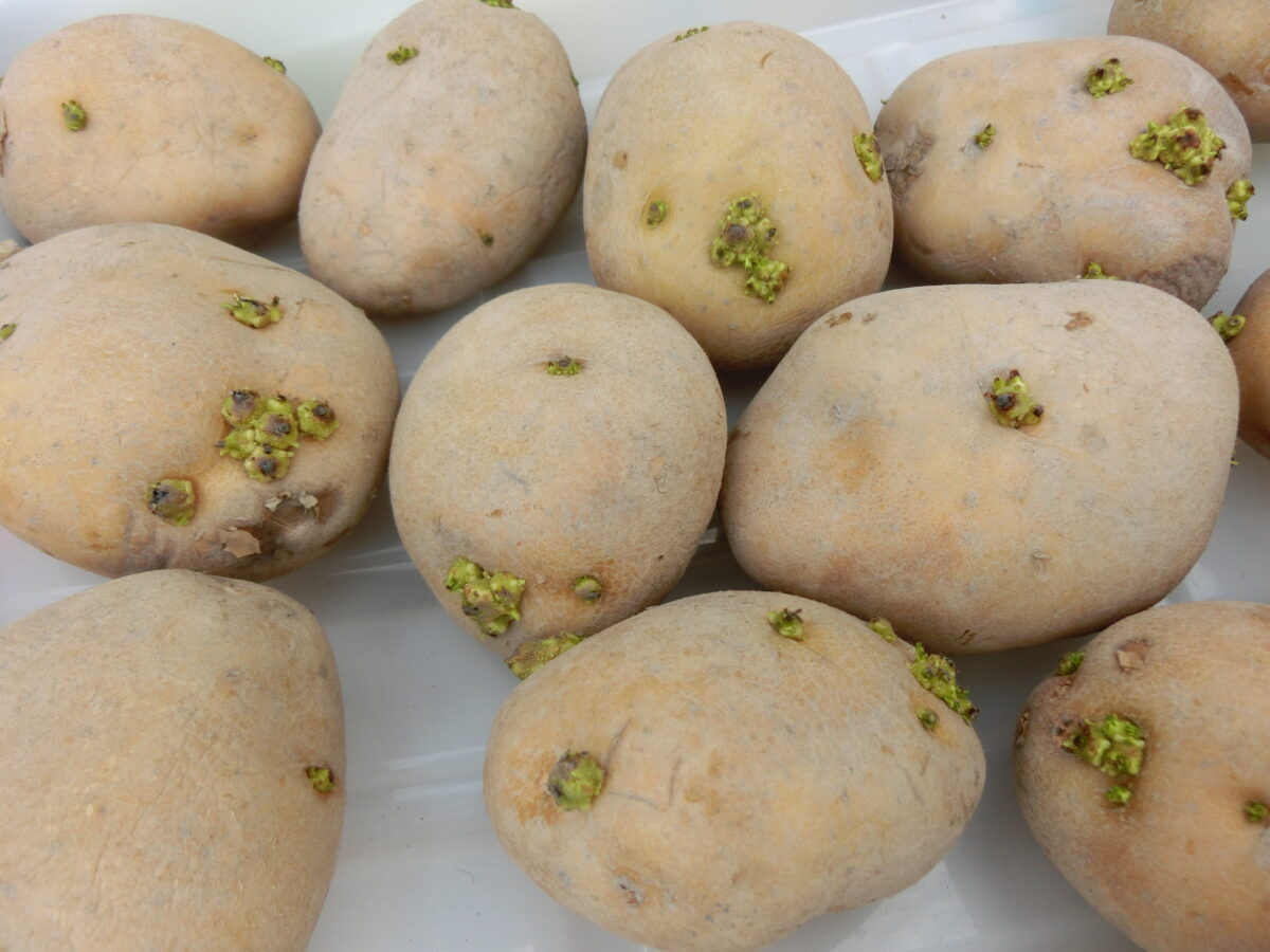 じゃがいもの苗植え（2022.8.29）