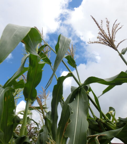 とうもろこし収穫　赤組（2022.9.15）