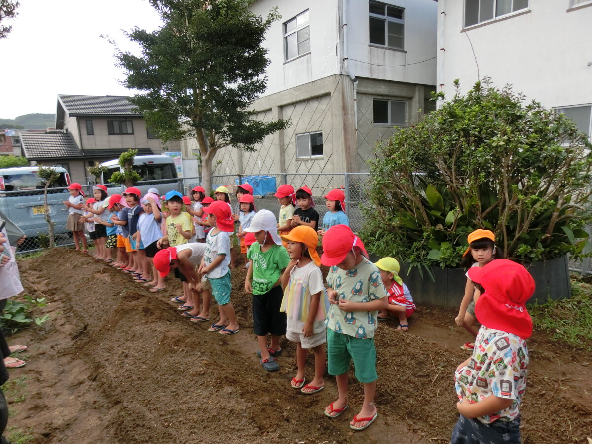 じゃがいも植え（2024.9.17）