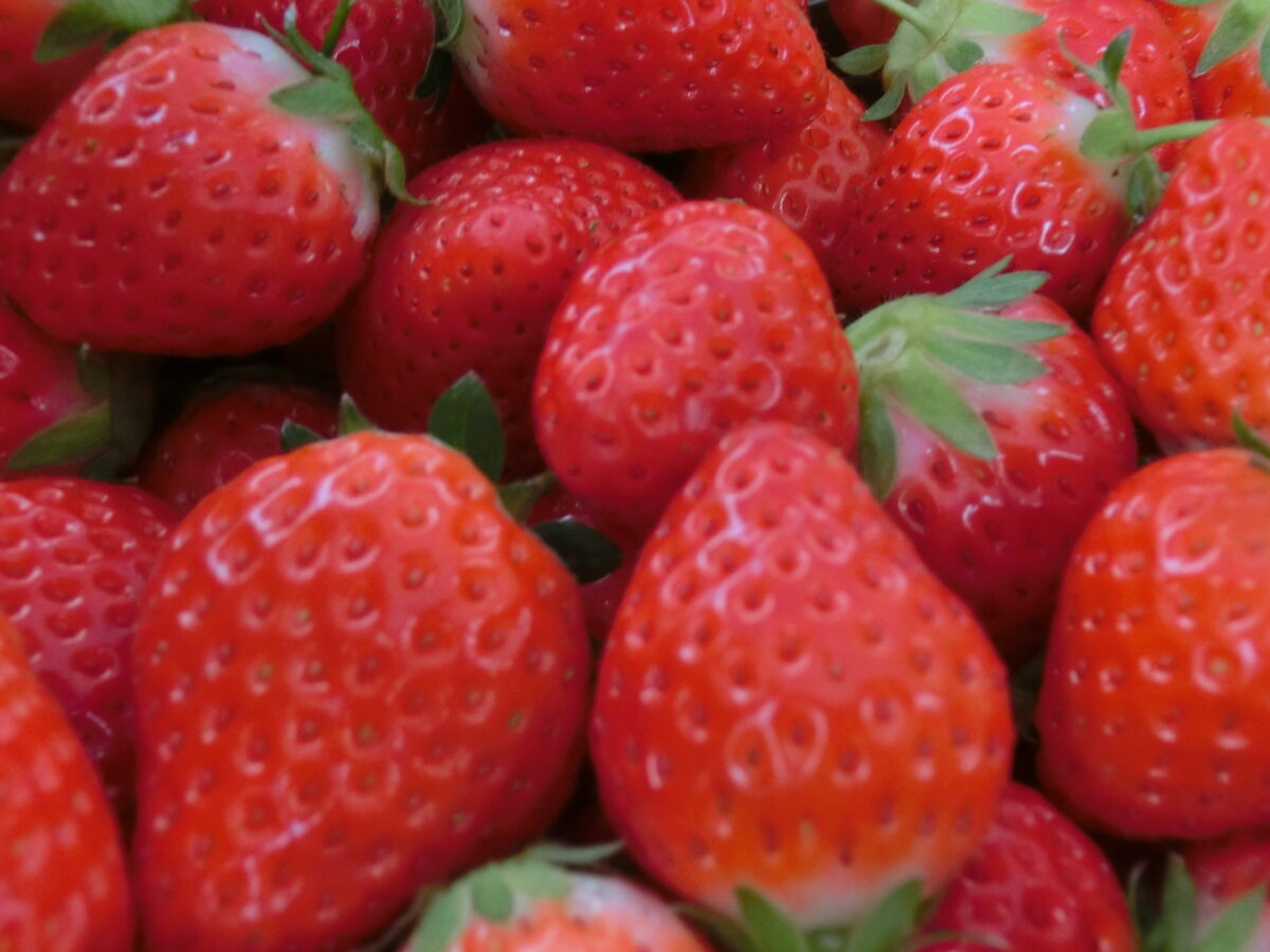 いちご狩り（2025.5.9）