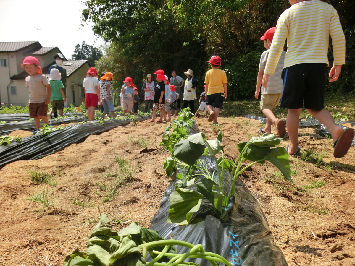 さつまいも苗うえ（2025.5.13）