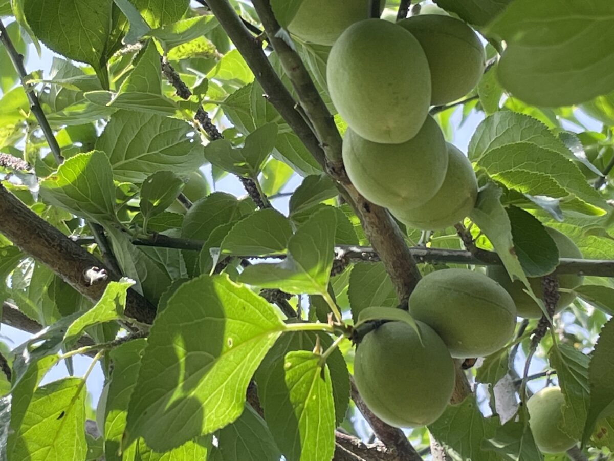 うめの実取り（2025.5.8）